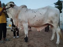 cow for qurbani 2024
