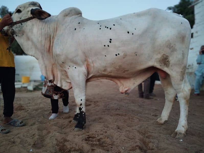 cow for qurbani 2024 1