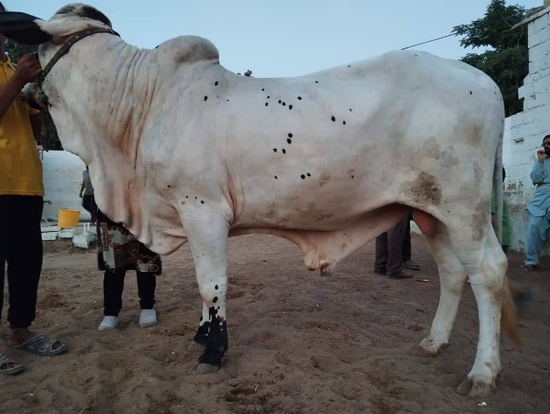 cow for qurbani 2024 2
