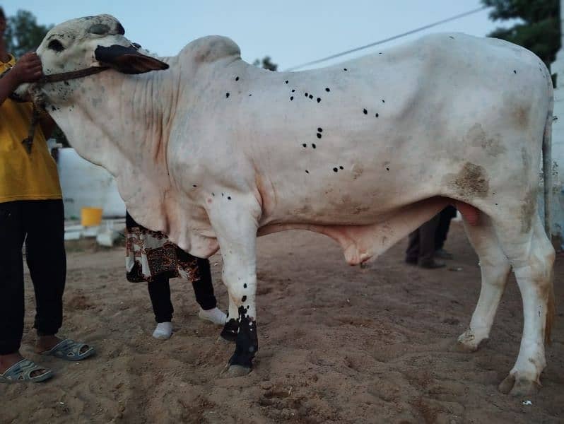 cow for qurbani 2024 3