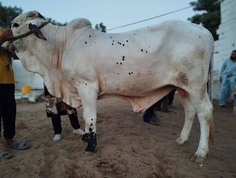 cow for qurbani 2024 4
