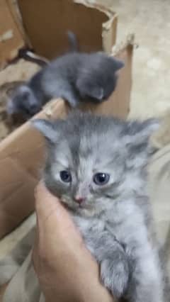 Little British and Persian Kittens