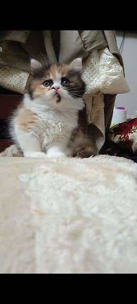 persian triple coat (punch face) kitten available for sale 1