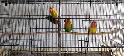 Parrots for sale love birds Australian etc 0