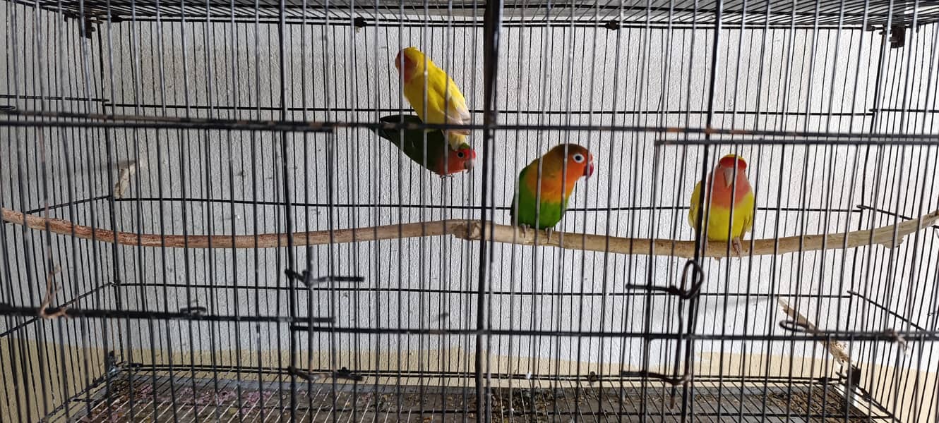 Parrots for sale love birds Australian etc 2