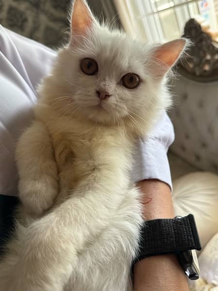 persian kitten triple coat. 3