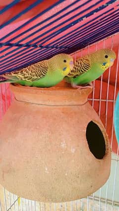 Budgies pure pathy available for sale