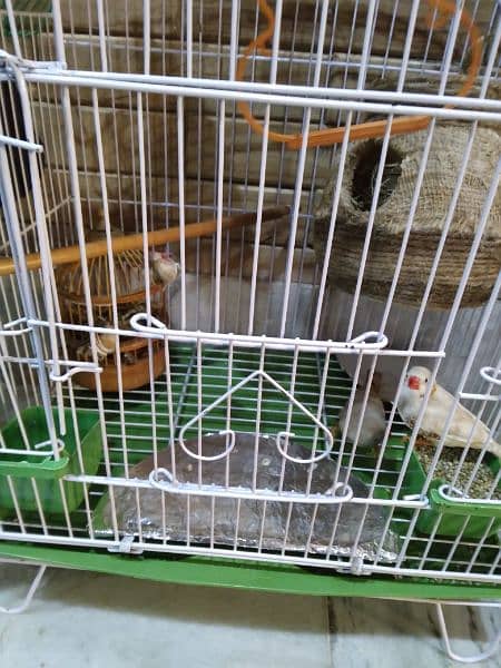 breeder pair with fancy cage 3