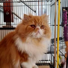 Persian Cat | Peke Face Adult Cat bi color for sale