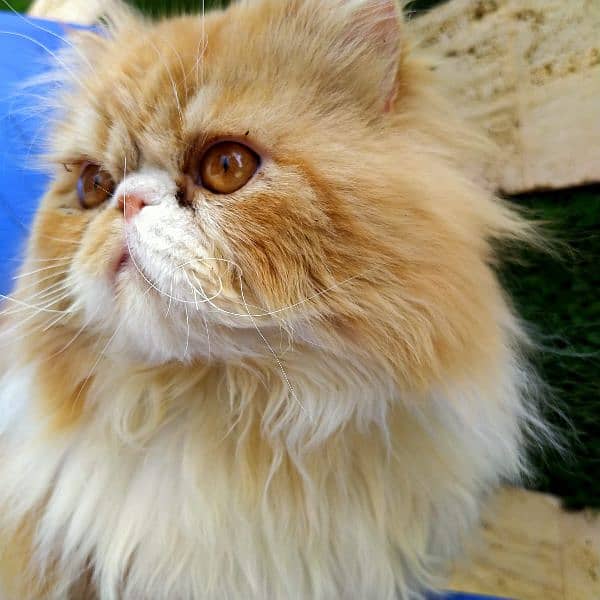 Persian Cat | Peke Face Adult Cat bi color for sale 2
