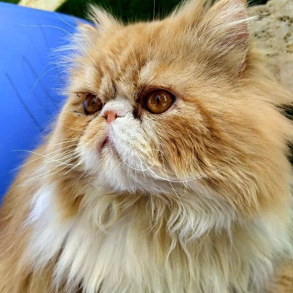 Persian Cat | Peke Face Adult Cat bi color for sale 3