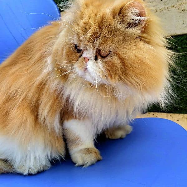 Persian Cat | Peke Face Adult Cat bi color for sale 4