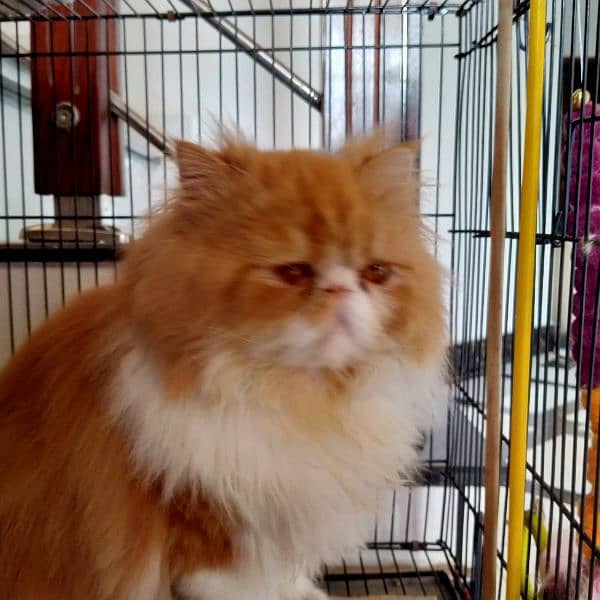 Persian Cat | Peke Face Adult Cat bi color for sale 6