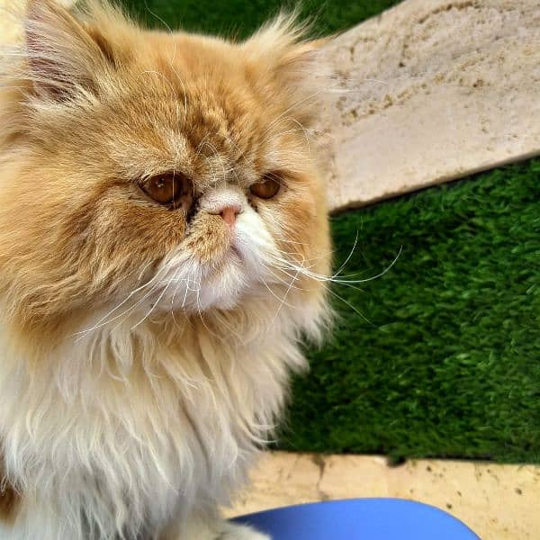 Persian Cat | Peke Face Adult Cat bi color for sale 8