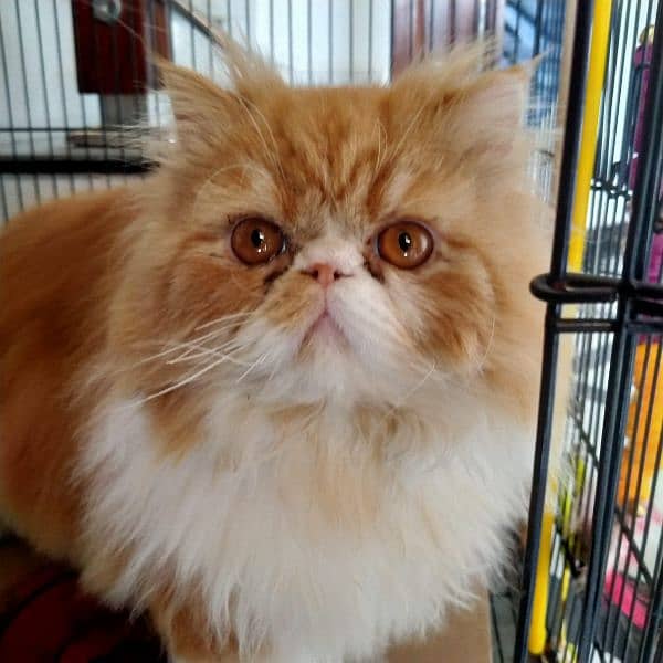 Persian Cat | Peke Face Adult Cat bi color for sale 9