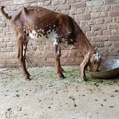 3 month ghabban bakri(goat)