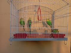 Australian Budgie Parrots | Steel Cage | 2 Pairs