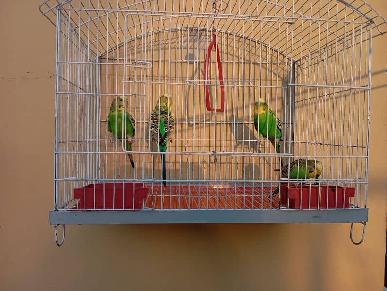 Australian Budgie Parrots with Cage 0