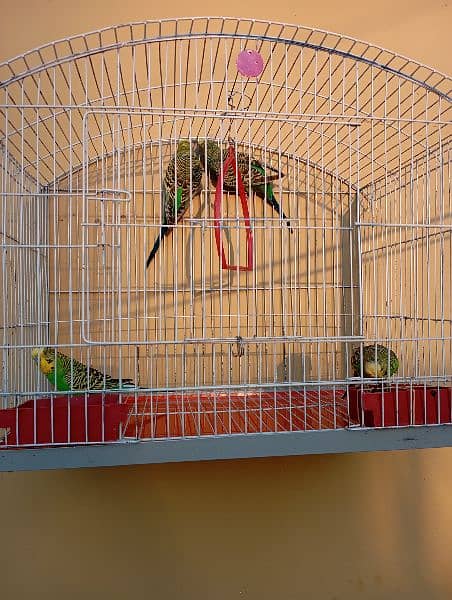 Australian Budgie Parrots with Cage 1