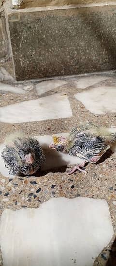 Cockatiel 2 pin feather chicks available for hand tame health active