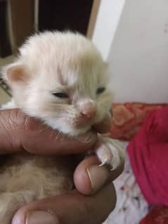 Male and female kittens
doll face
Age 15 days
Active and healthy