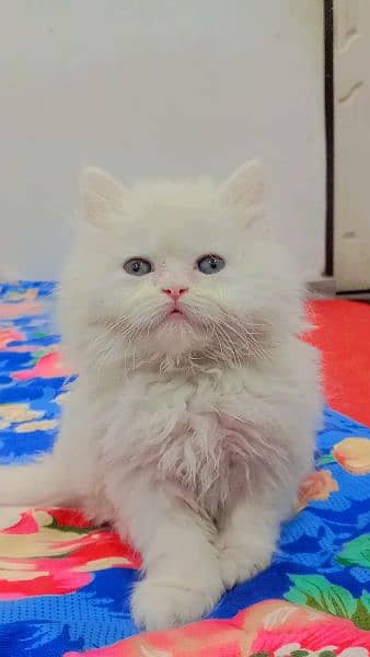 Persian cat 0