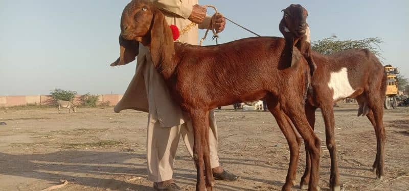 2 goats for sale 3