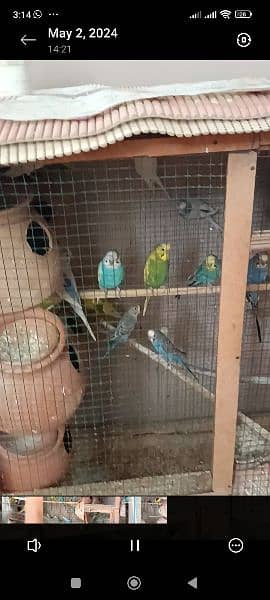 8 pairs of Australian parrots with cage breeding pairs 2