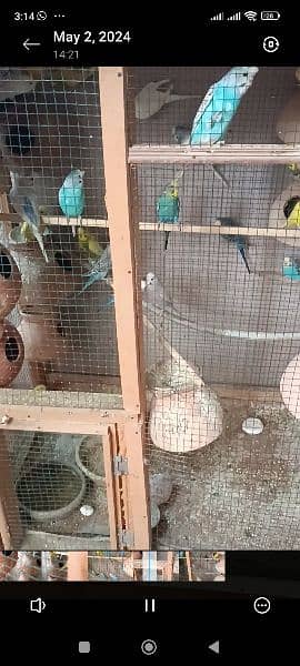 8 pairs of Australian parrots with cage breeding pairs 3