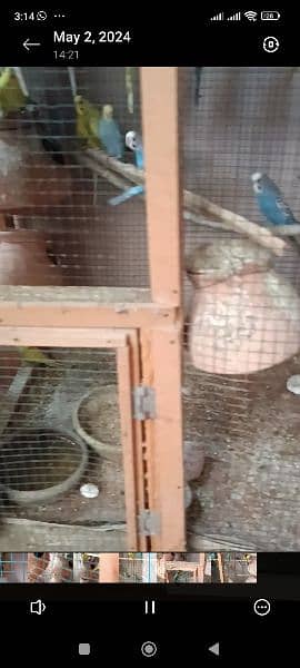 8 pairs of Australian parrots with cage breeding pairs 4
