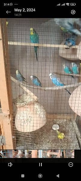 8 pairs of Australian parrots with cage breeding pairs 5