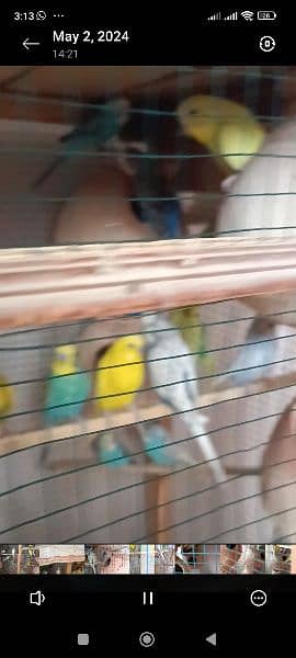 8 pairs of Australian parrots with cage breeding pairs 6