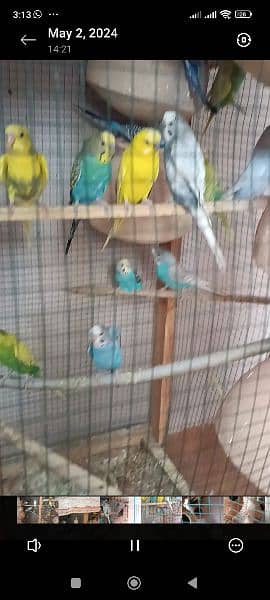8 pairs of Australian parrots with cage breeding pairs 7