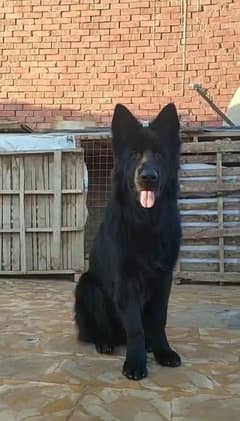 Black German shepherd Long haired male available for sale