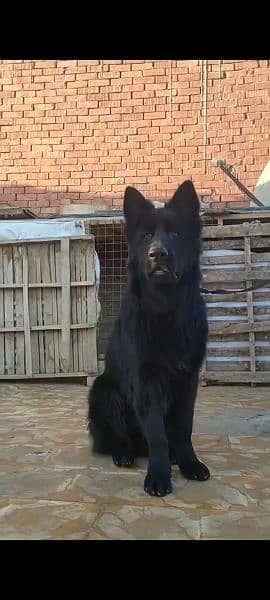 Black German shepherd Long haired male available for sale 1