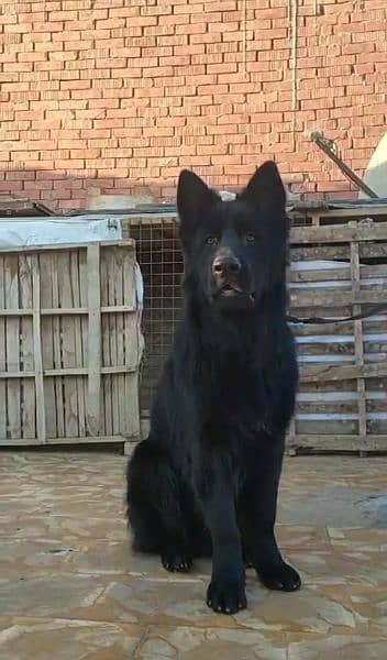 Black German shepherd Long haired male available for sale 2