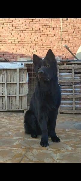 Black German shepherd Long haired male available for sale 3