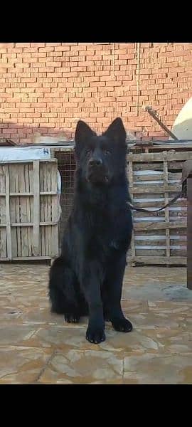 Black German shepherd Long haired male available for sale 4