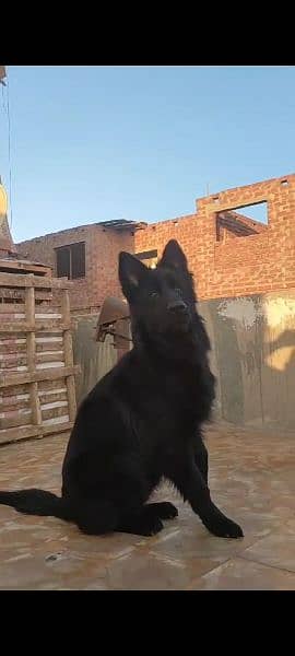 Black German shepherd Long haired male available for sale 5
