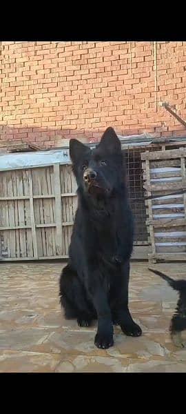 Black German shepherd Long haired male available for sale 6