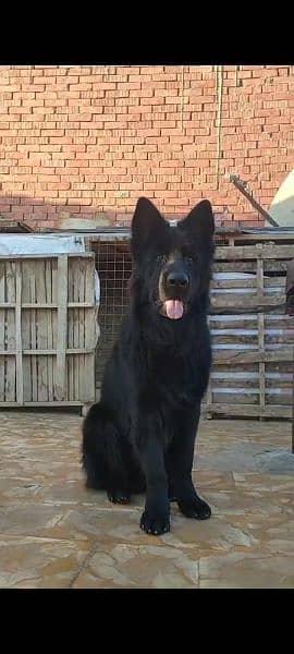 Black German shepherd Long haired male available for sale 7