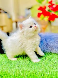 Persian cat/Persian kittens/kittens for sale