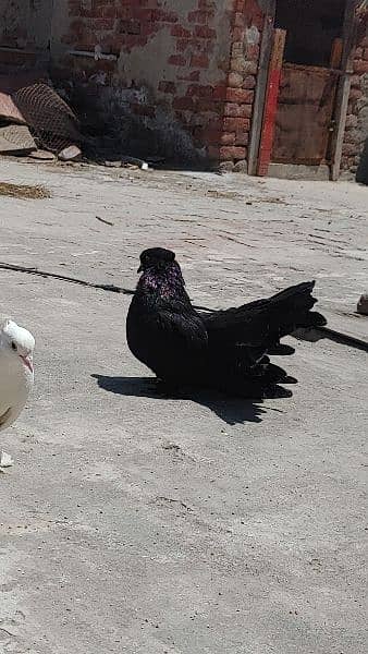 American Breed / American Pigeon /  Pigeon for sale 2
