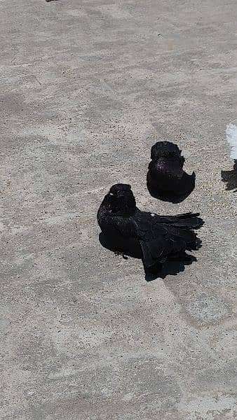 American Breed / American Pigeon /  Pigeon for sale 3