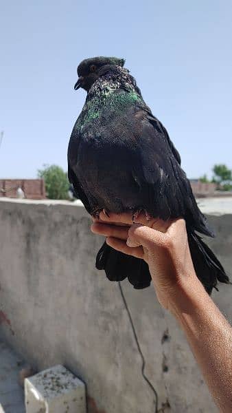 American Breed / American Pigeon /  Pigeon for sale 5