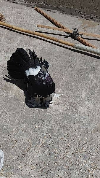 American Breed / American Pigeon /  Pigeon for sale 6