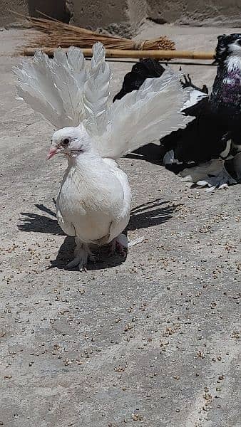 American Breed / American Pigeon /  Pigeon for sale 8