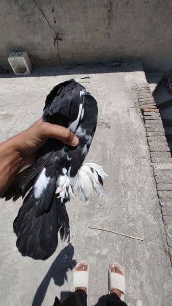 American Breed / American Pigeon /  Pigeon for sale 12
