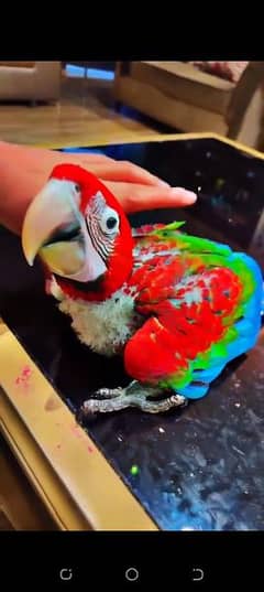 green Wing macaw parrot available ha Whatsapp please 0335/1088/291