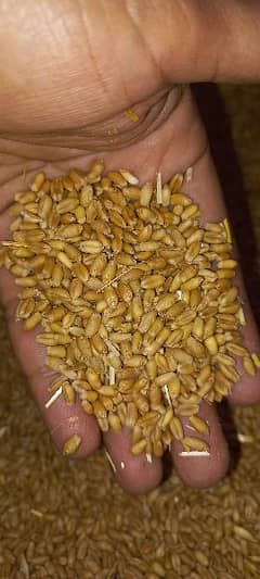 Gundum (Wheat)